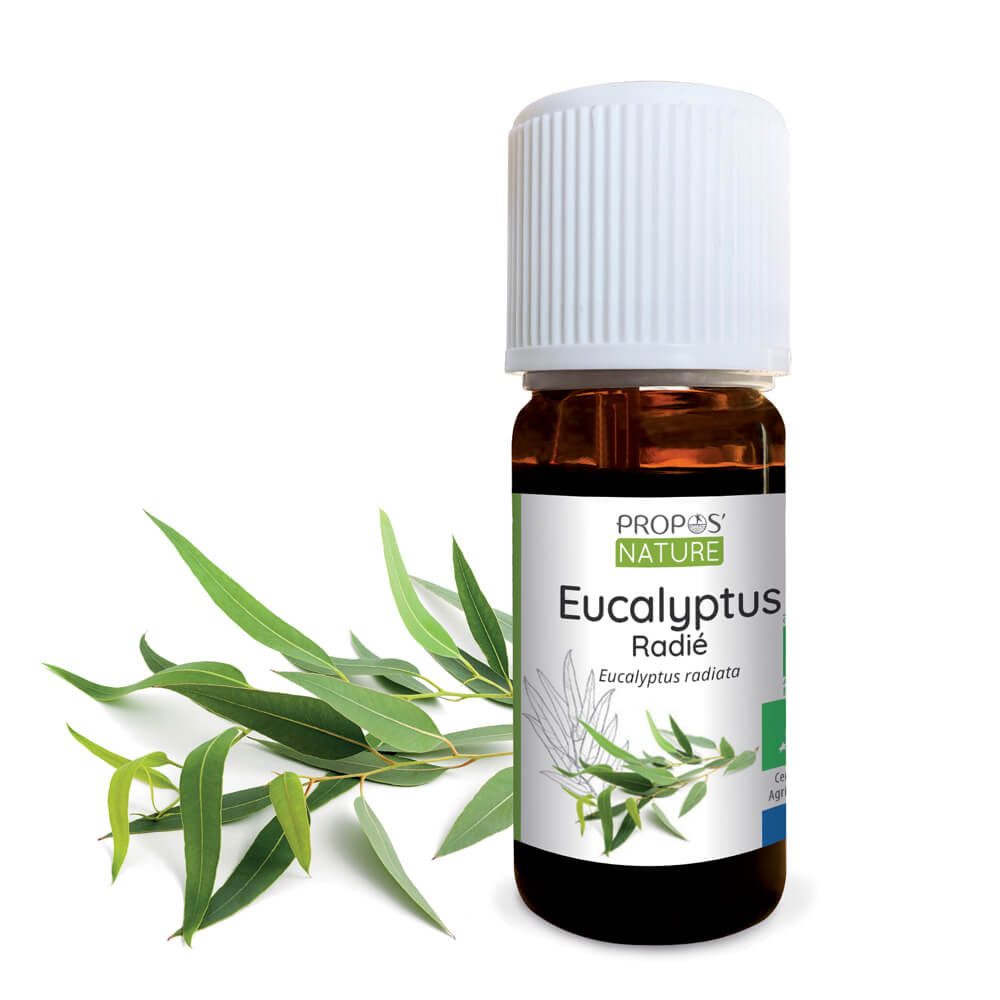 Huile essentielle d'Eucalyptus Radié Bio - 30ml 10 ml, 30 ml